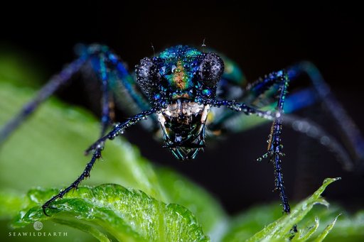 Bugman's avatar